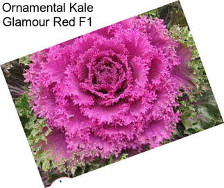 Ornamental Kale Glamour Red F1