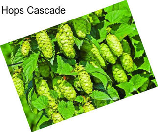 Hops Cascade