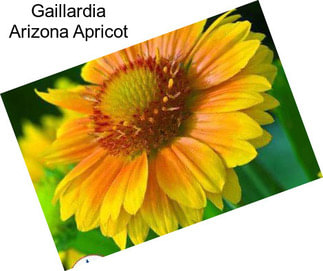 Gaillardia Arizona Apricot