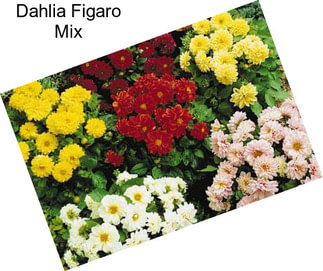Dahlia Figaro Mix