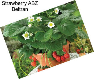 Strawberry ABZ Beltran