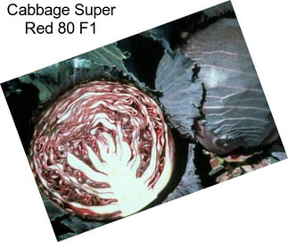 Cabbage Super Red 80 F1