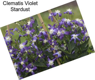 Clematis Violet Stardust