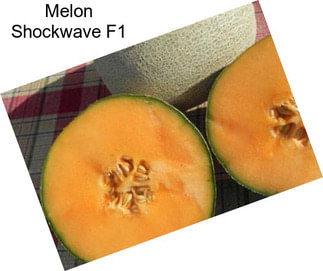 Melon Shockwave F1