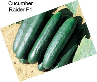 Cucumber Raider F1