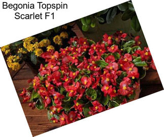 Begonia Topspin Scarlet F1