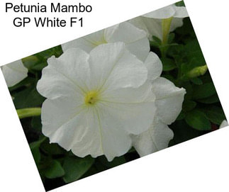 Petunia Mambo GP White F1