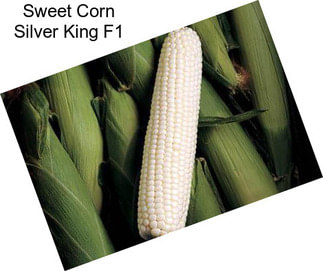 Sweet Corn Silver King F1