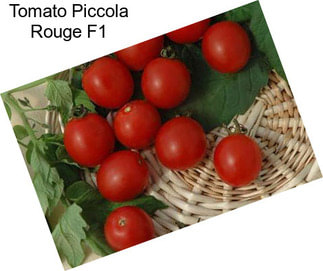 Tomato Piccola Rouge F1