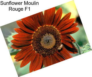 Sunflower Moulin Rouge F1