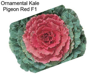 Ornamental Kale Pigeon Red F1