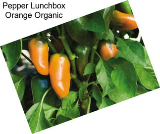 Pepper Lunchbox Orange Organic