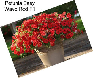 Petunia Easy Wave Red F1