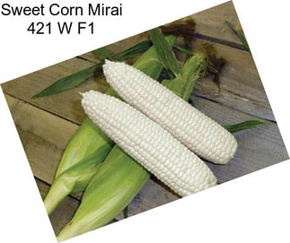 Sweet Corn Mirai 421 W F1