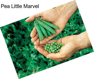 Pea Little Marvel