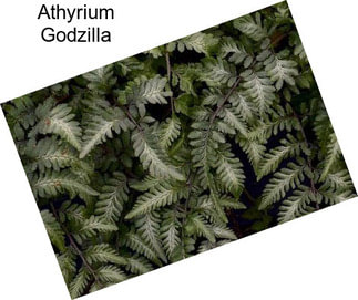 Athyrium Godzilla