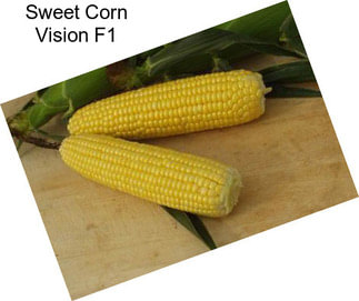 Sweet Corn Vision F1
