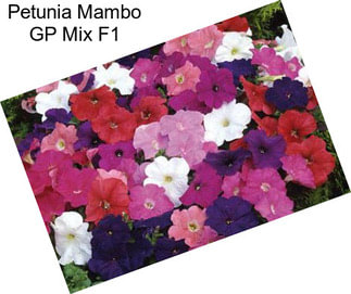 Petunia Mambo GP Mix F1