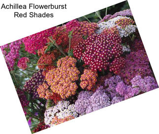 Achillea Flowerburst Red Shades