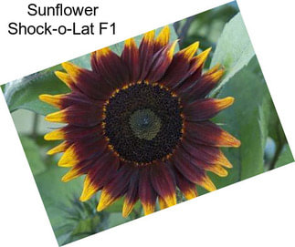 Sunflower Shock-o-Lat F1