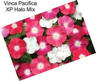 Vinca Pacifica XP Halo Mix