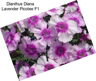 Dianthus Diana Lavender Picotee F1