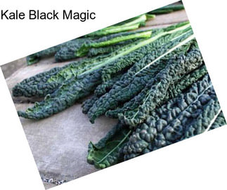 Kale Black Magic