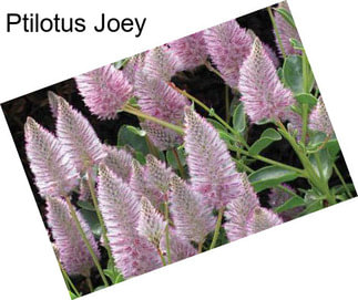 Ptilotus Joey