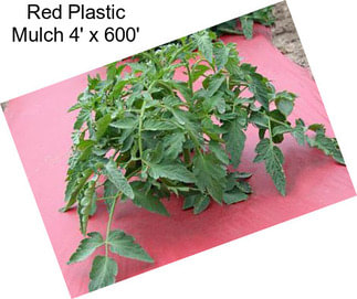 Red Plastic Mulch 4\' x 600\'