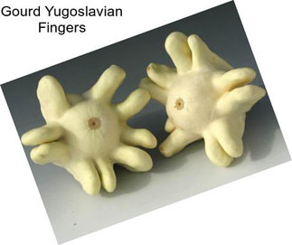 Gourd Yugoslavian Fingers