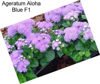 Ageratum Aloha Blue F1