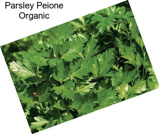 Parsley Peione Organic