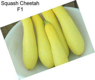 Squash Cheetah F1