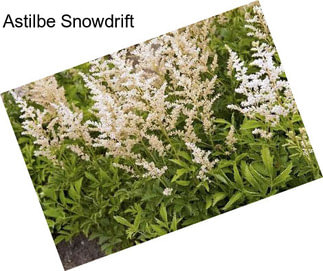 Astilbe Snowdrift