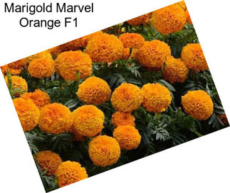 Marigold Marvel Orange F1