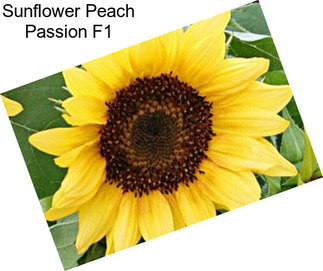 Sunflower Peach Passion F1
