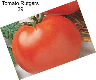 Tomato Rutgers 39
