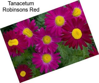 Tanacetum Robinsons Red