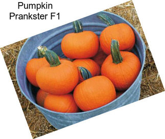 Pumpkin Prankster F1
