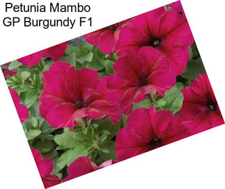 Petunia Mambo GP Burgundy F1