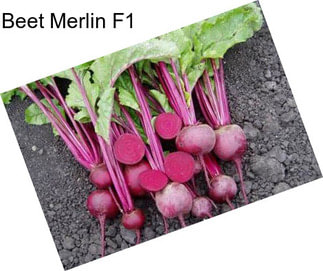 Beet Merlin F1