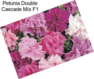 Petunia Double Cascade Mix F1