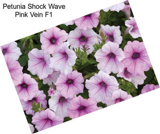 Petunia Shock Wave Pink Vein F1