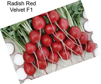 Radish Red Velvet F1