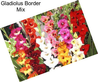 Gladiolus Border Mix