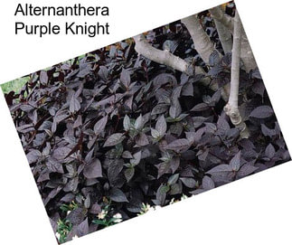 Alternanthera Purple Knight