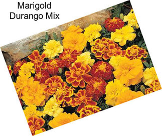 Marigold Durango Mix