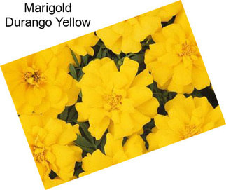 Marigold Durango Yellow