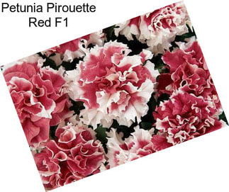 Petunia Pirouette Red F1