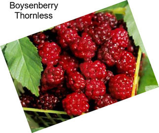 Boysenberry Thornless